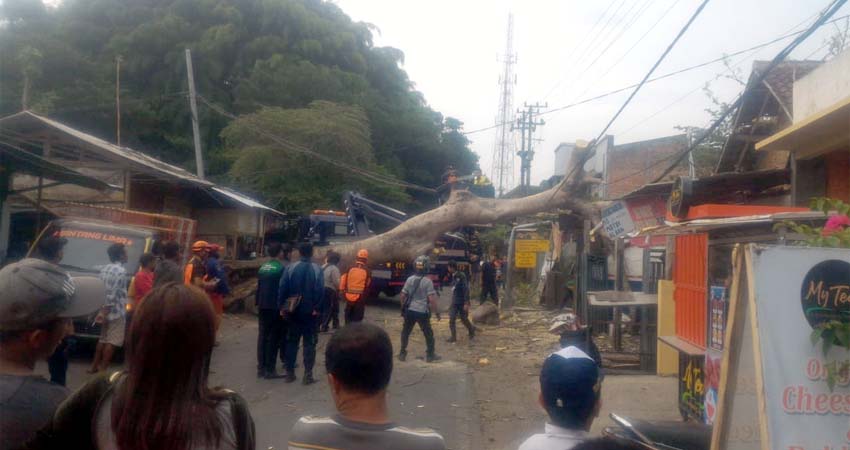 Pohon Flamboyan Mulyorejo yang tumbang. (ist)