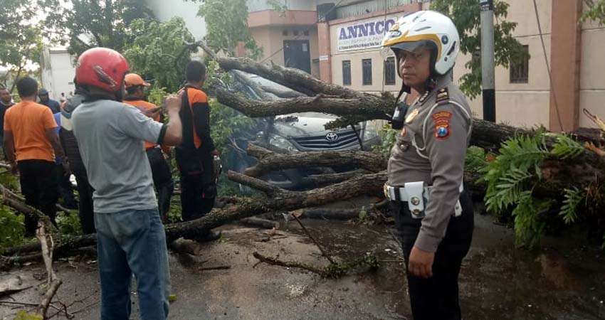 pohon tumbang di Jalan Tenaga Baru timpa mobil. (ist)