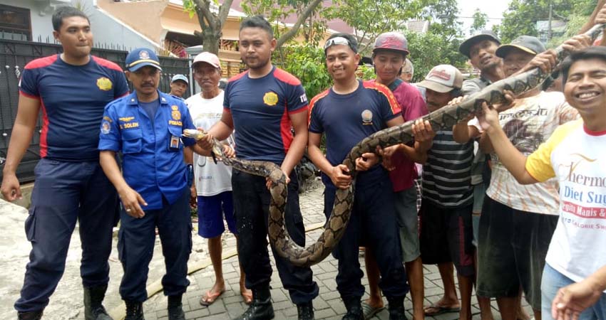 Ular Piton sepanjang 3,5 meter berhasil dievakuasi. (ist/ PMK Kota Malang)