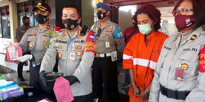 Mahasiswa Rawat Pohon Ganja di Rumah Kos