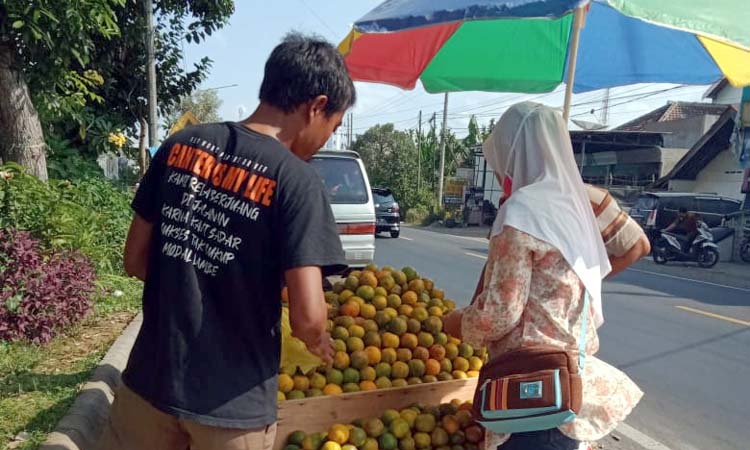 Pedagang jeruk, Tofa saat melayani konsumen.(mg2)