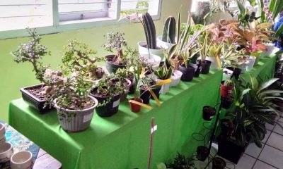 Ciptakan Kampung Berdaya Melalui Festival Urban Farming Purwantoro