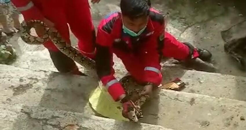 Ular Piton Sepanjang 2,5 Meter 'Bertamu' di Rumah Warga Mergosono