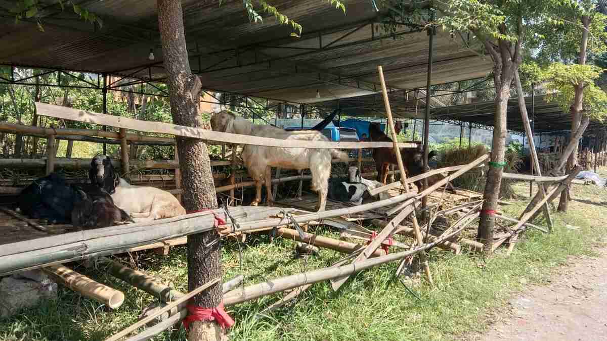 Layani Pemotongan Hewan Kurban, Kemenag Kota Malang Gandeng Perumda Tunas