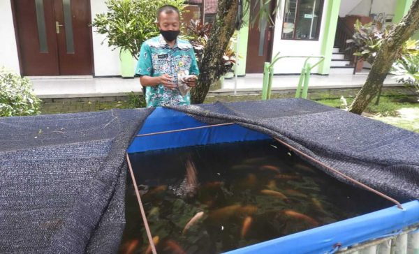 Pekarangan Kantor Kecamatan Blimbing Penuh dengan Tanaman Kaya Manfaat