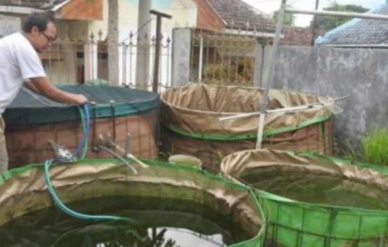 Pemuda Malang Budidaya Kutu Air Moina untuk Kebutuhan Konsumsi Ikan Hias