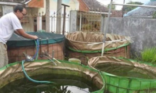 Pemuda Malang Budidaya Kutu Air Moina untuk Kebutuhan Konsumsi Ikan Hias