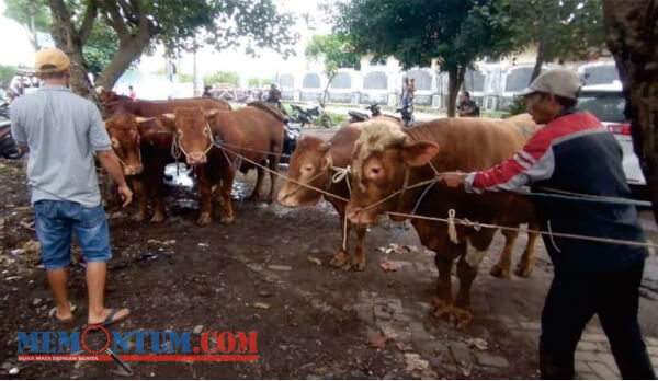 34 Ekor Sapi di Peternakan Kota Malang Suspek PMK