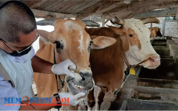 Lagi, Tujuh Sapi di Kota Malang Terjangkit PMK