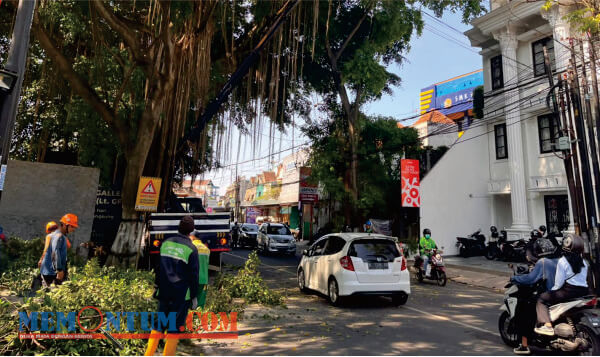 Perluas Jarak Pandang Pengendara, Pohon Beringin di Jalur Jembatan Tunggulmas Dipangkas