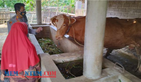 Hewan Ternak di Kota Malang Terindikasi PMK