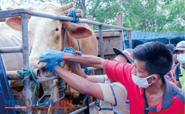 Wabah PMK Kota Malang Terus Menyebar ke Ratusan Sapi