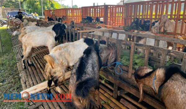 Siasati Penjualan saat PMK, Pedagang Kambing di Kota Malang Beri Asuransi Pada Pembeli