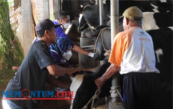 Distribusi Vaksin Hewan Ternak Kota Malang Capai 100 Persen