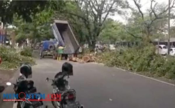 Pohon Tumbang di Jalan Rajasa Kota Malang Timpa Dua Rumah